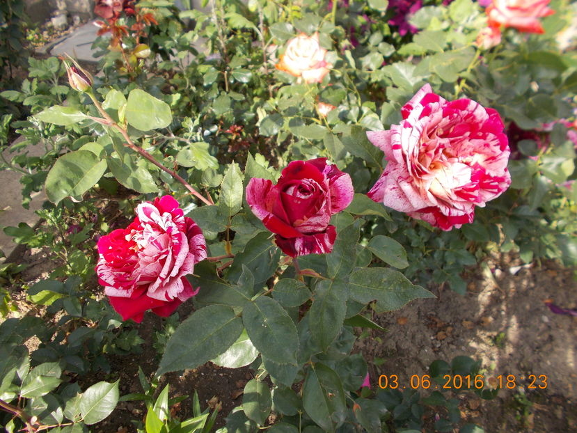 ottavio misoury - TRANDAFIRI 2016