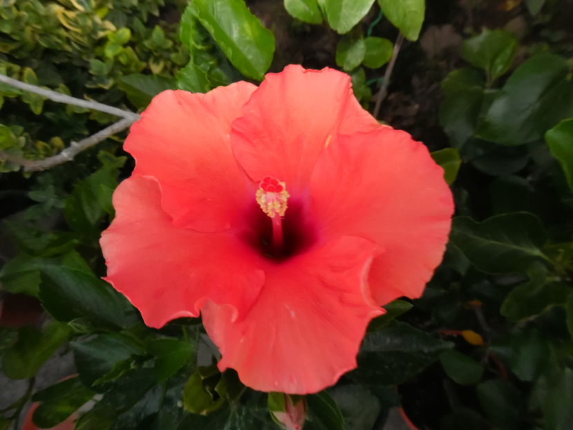  - Hibiscus 2015