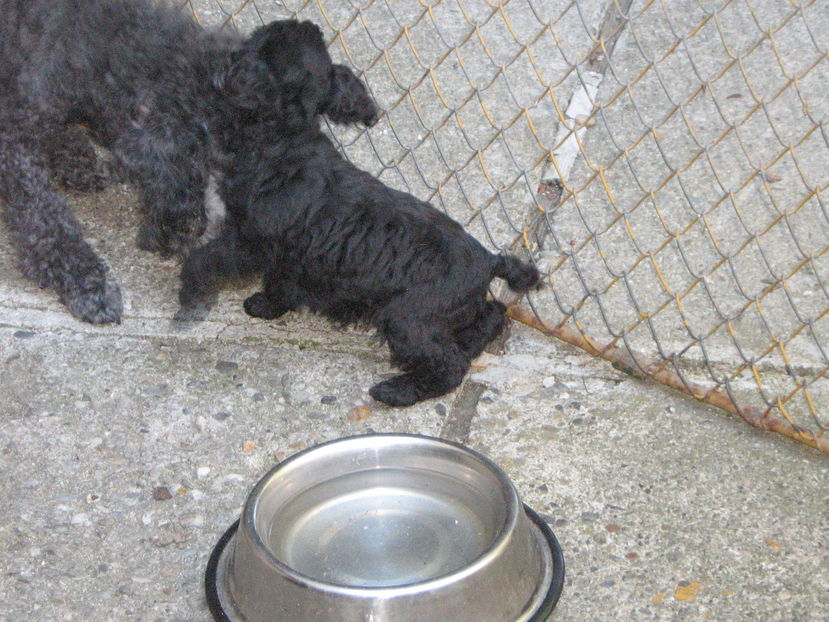  - MUKY_ ceva special