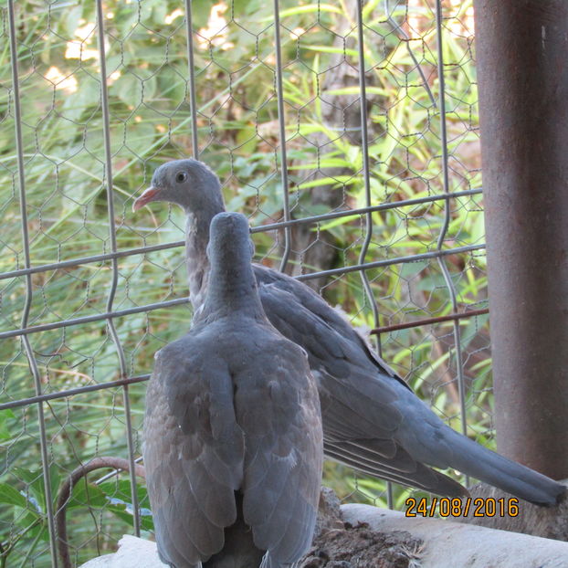  - A PORUMBEL SALBATIC GULERAT - Columba palumbus