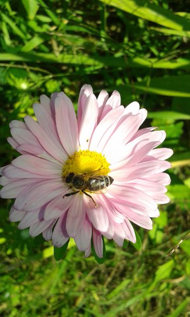 Callistephus chinensis