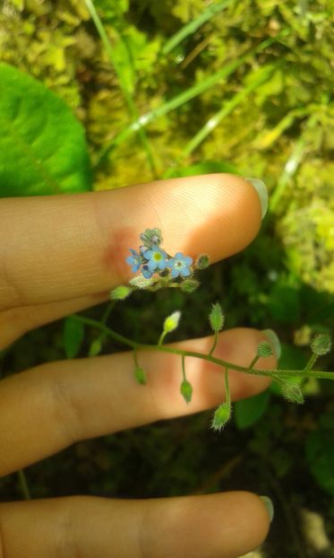 05.06.2016 - Myosotis