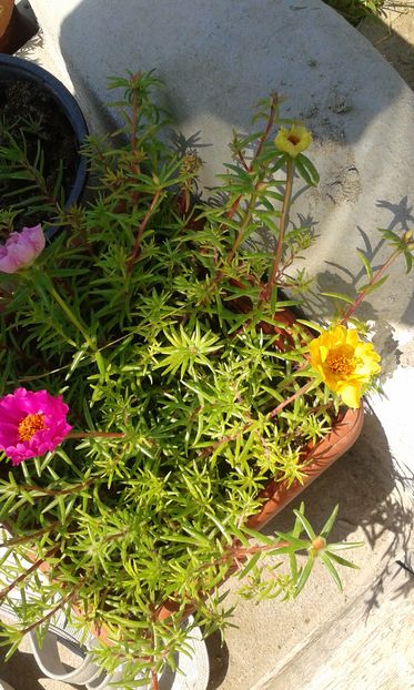 02.07.2016 - Portulaca