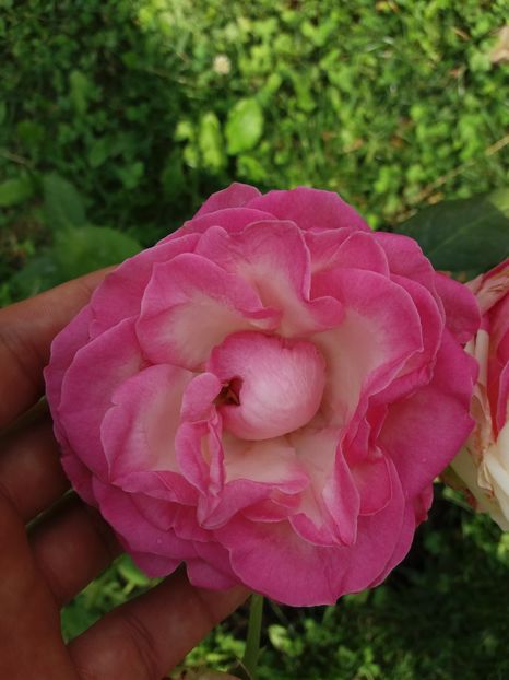 una roz cu alb in centru