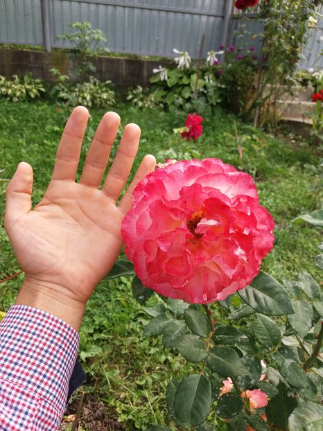 floarea gigantica 13 cm