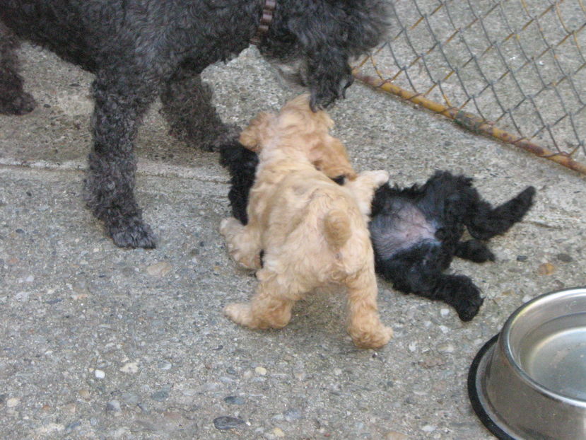  - MUKY_ ceva special