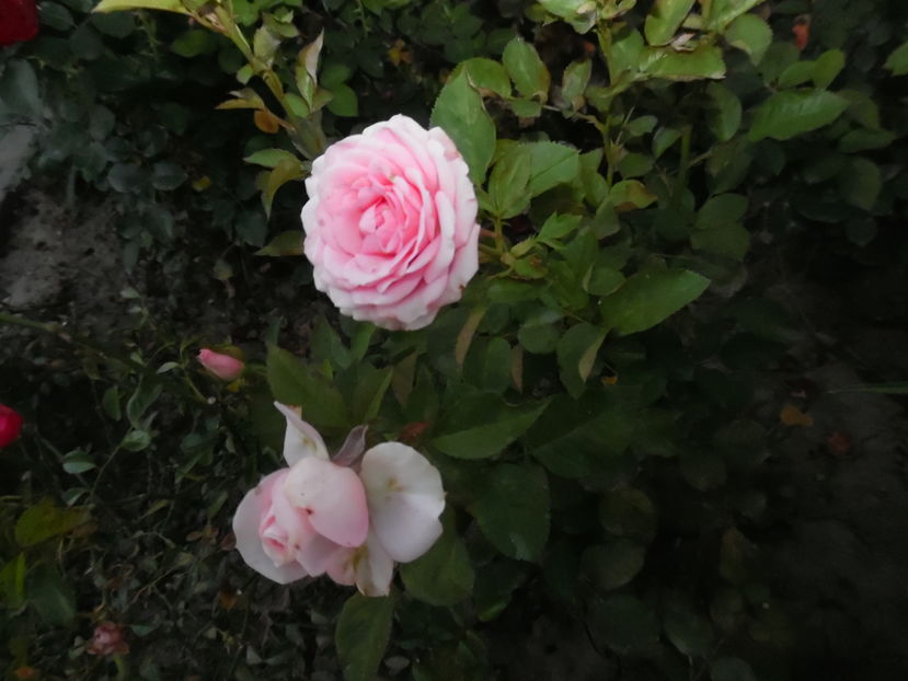 geoff hamilton - 2016 Flori si Trandafiri 2