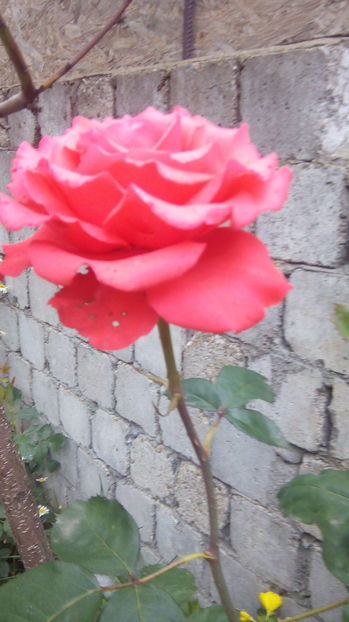  - trandafiri