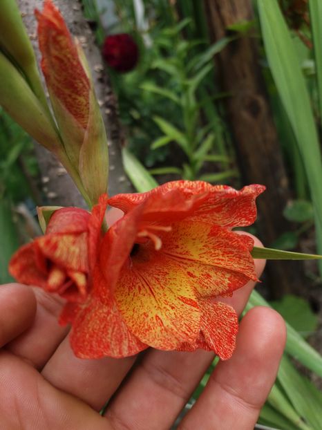 specialitate %u2764 - Colectia de gladiole 2016