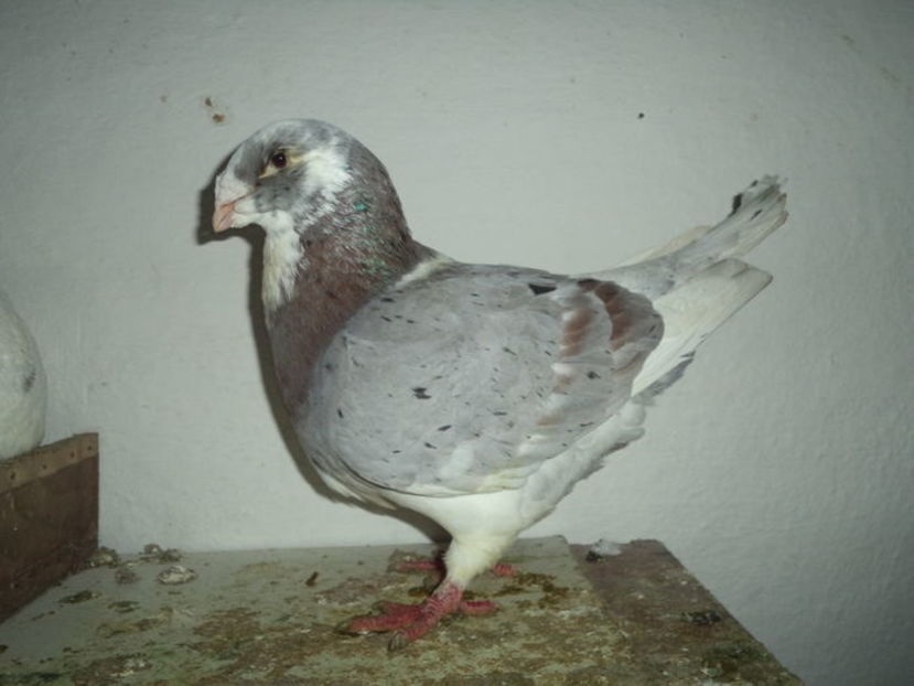 M.13