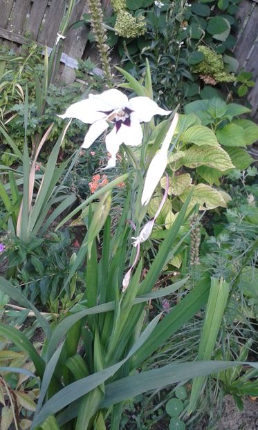 26 aug 2016 acidanthera