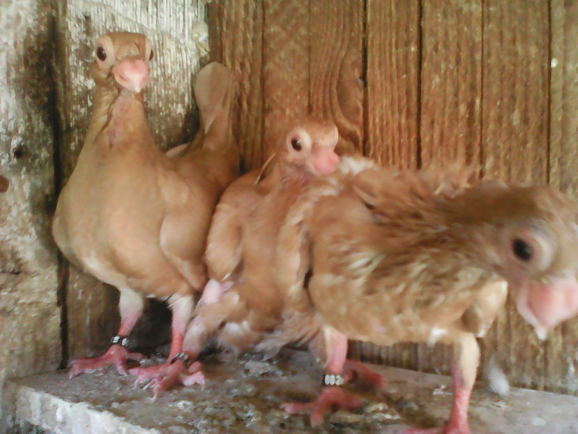 PUI  GALBENI  BERBERI 2016 BEIUS - B E R B E R I  ---    BARBS  PIGEONS