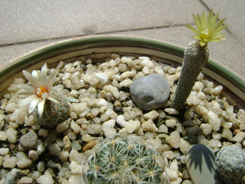 Turbinicarpus krainzianus v. minimus - Cactusi 2016 bis