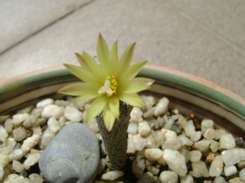Turbinicarpus krainzianus v. minimus - Cactusi 2016 bis