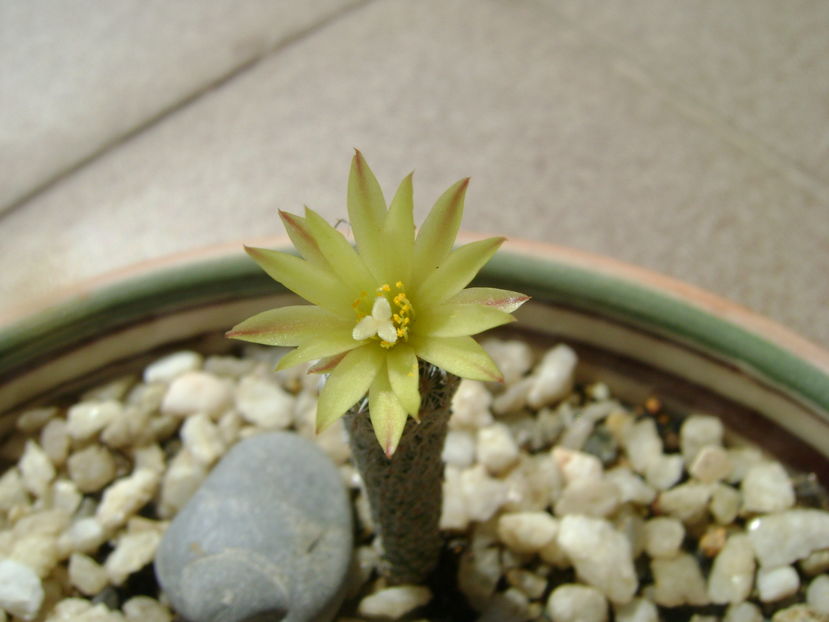 Turbinicarpus krainzianus v. minimus