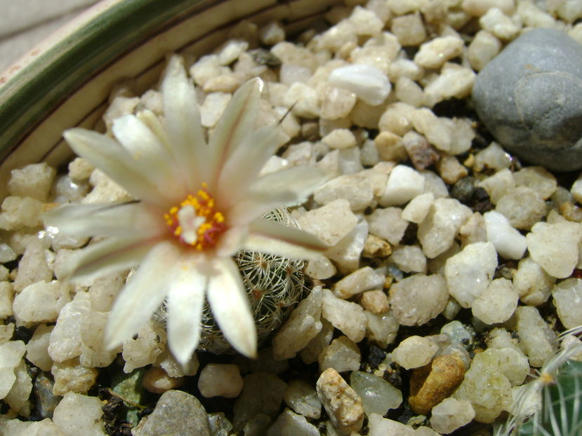 Turbinicarpus krainzianus v. lausserii