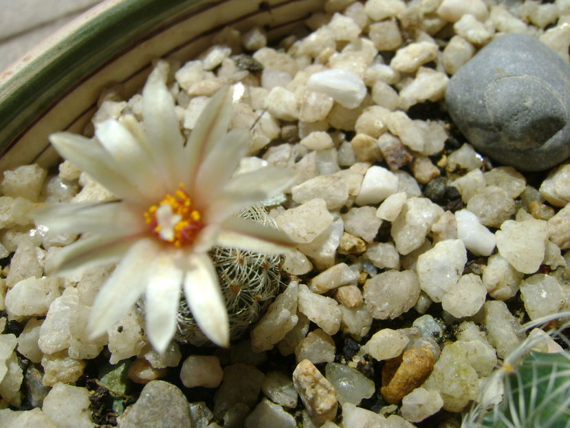 Turbinicarpus krainzianus v. lausserii