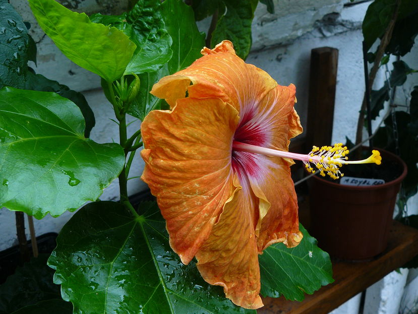 P1060097