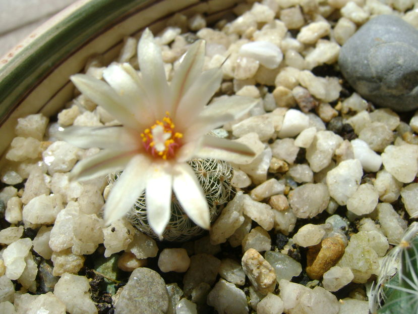 Turbinicarpus krainzianus v. lausserii