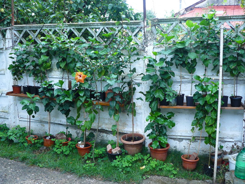 P1060098