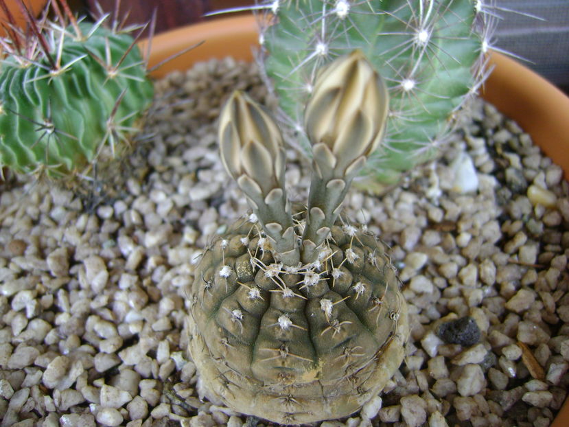 Gymnocalycium ragonesei