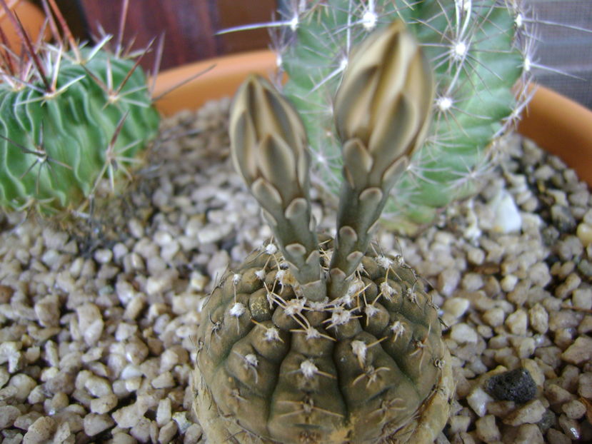Gymnocalycium ragonesei