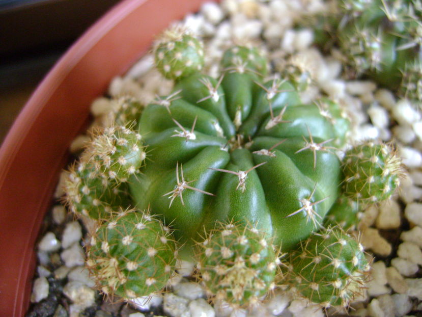 Matucana polzii