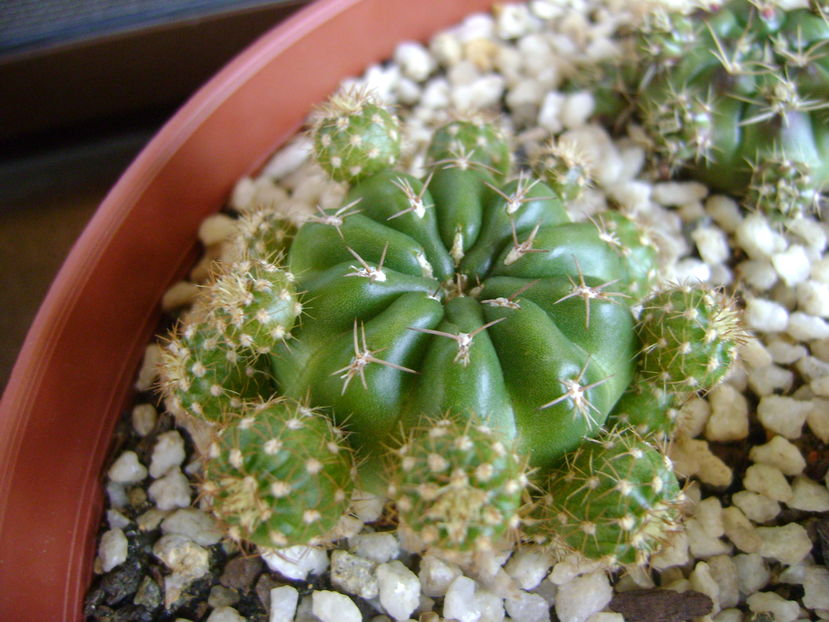 Matucana polzii, lastari