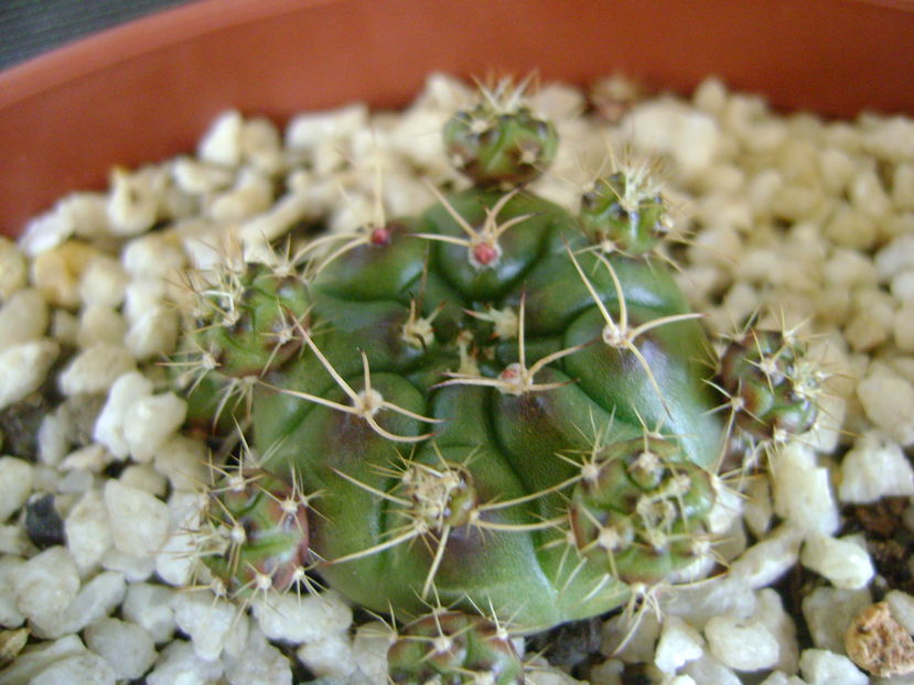 Gymnocalycium anisitsii - Cactusi 2016 bis