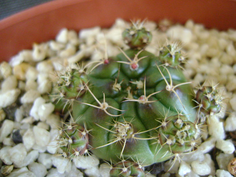 Gymnocalycium anisitsii, lastari