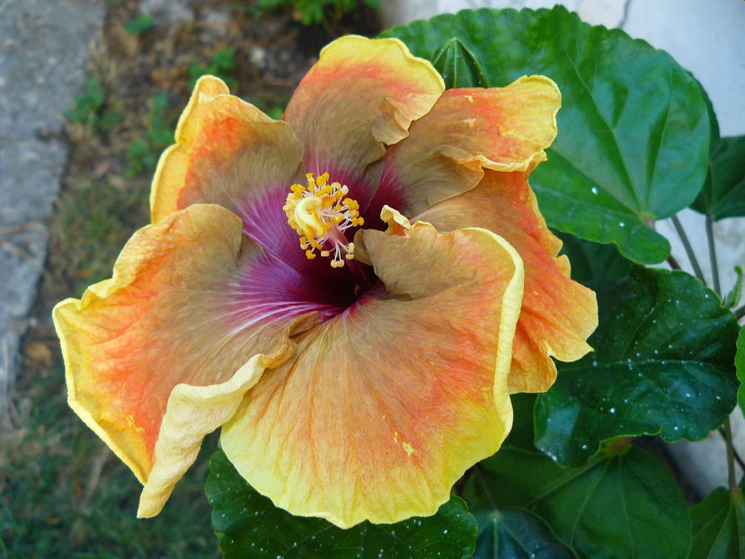 Aztec Orange x Autumn Odissey