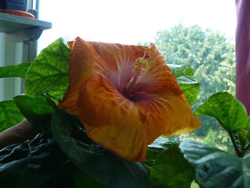 Aztec Orange x Butterscotch Beauty