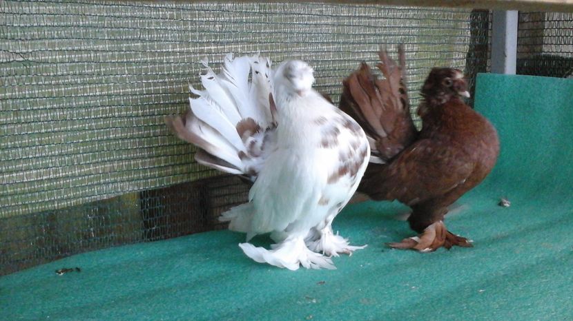 masculi 2015, 100 lei buc