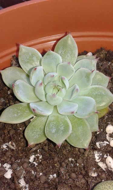 Echeveria chihuahuensis 'Ruby Blush'