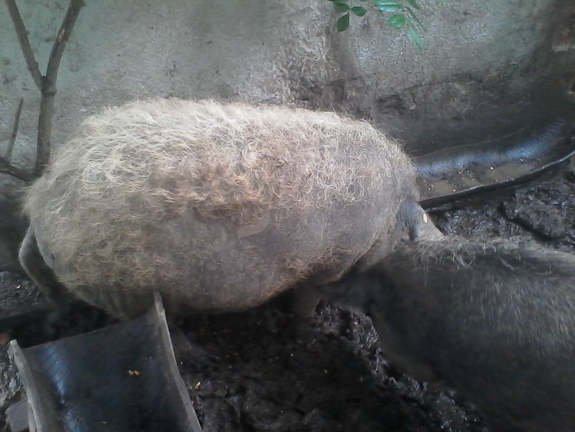  - Porci Mangalita