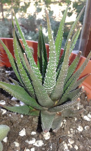 Haworthia attenuata