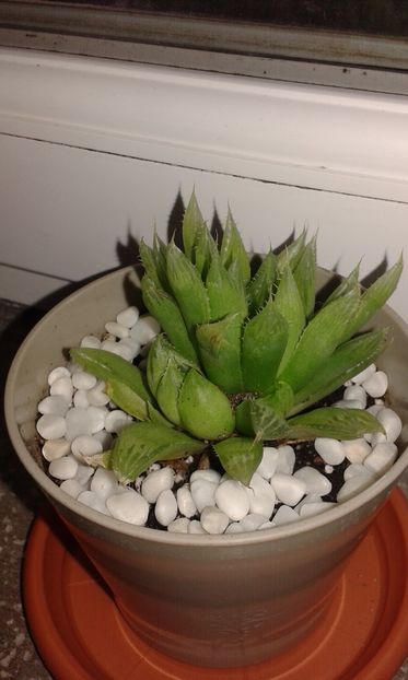 Haworthia cooperi var. leightonii  24.07.2016 - Haworthia