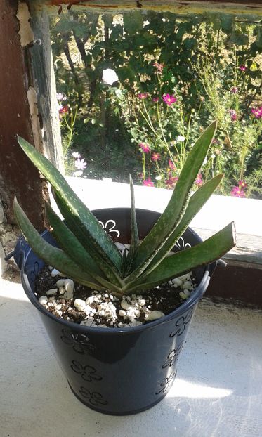 Gasteria pillansii - Gasteria