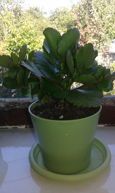 Kalanchoe blossfeldiana