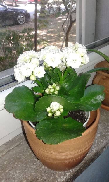 Kalanchoe blossfeldiana 24.07.2016 - Kalanchoe