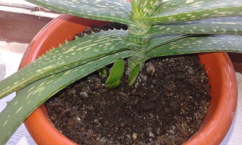 Aloe barbadensis