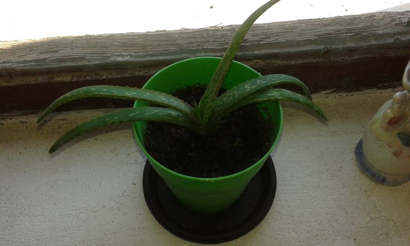 Aloe barbadensis - Aloe