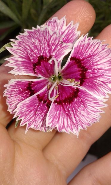 01.08.2016 - Dianthus