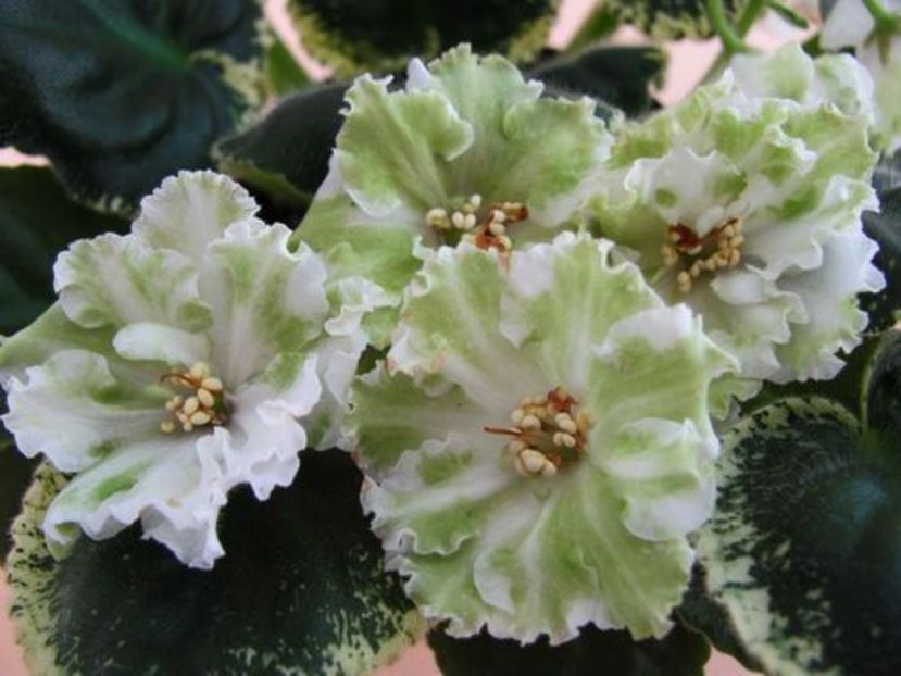 le ivetta - frunze violete 3 lei