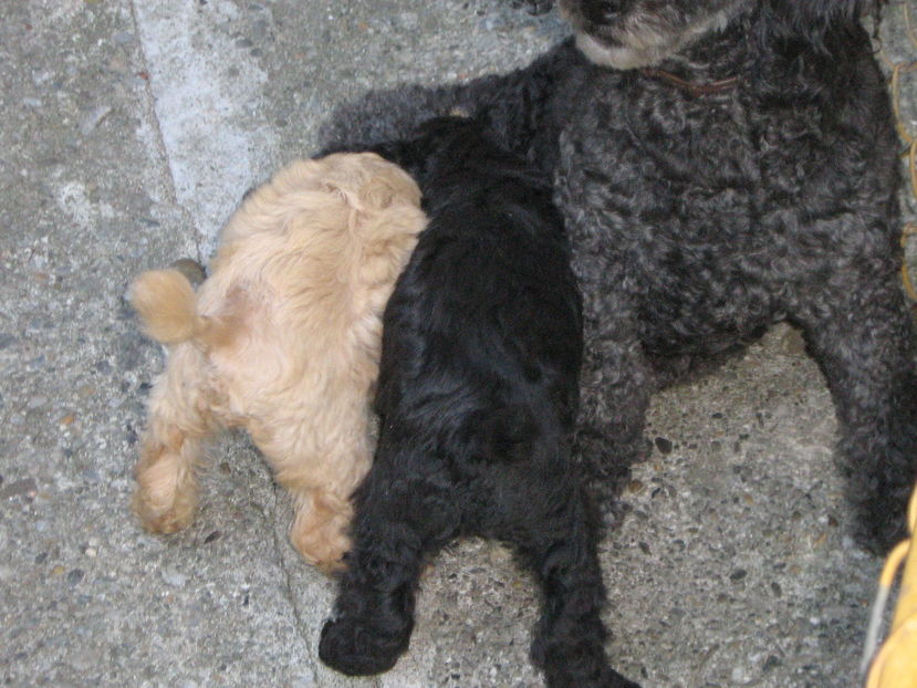  - MUKY_ ceva special