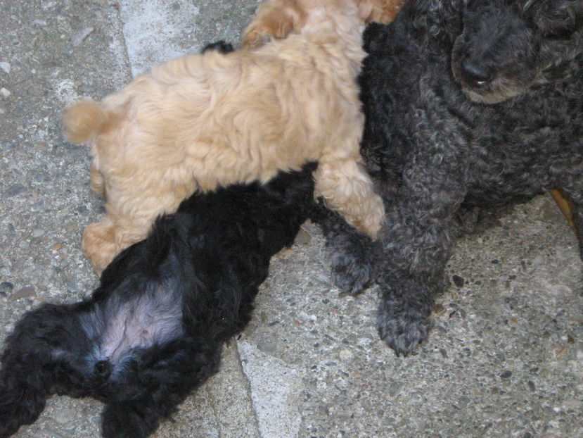  - MUKY_ ceva special