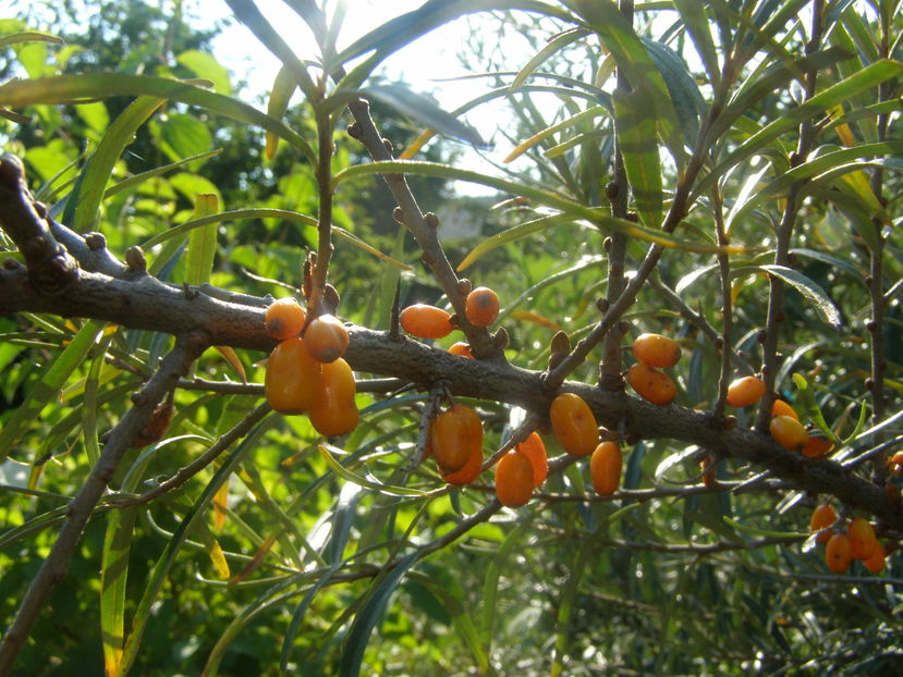 P8060049 - de gradina