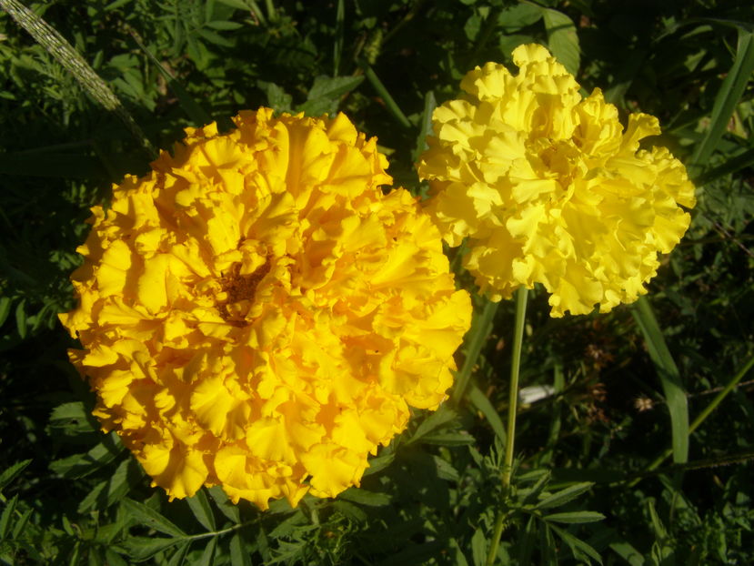 P8060075 - de gradina