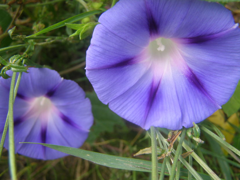 P8060090 - de gradina