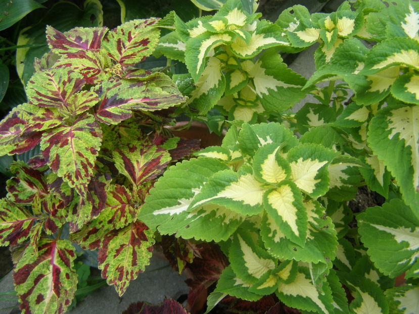 P8060091 - de gradina